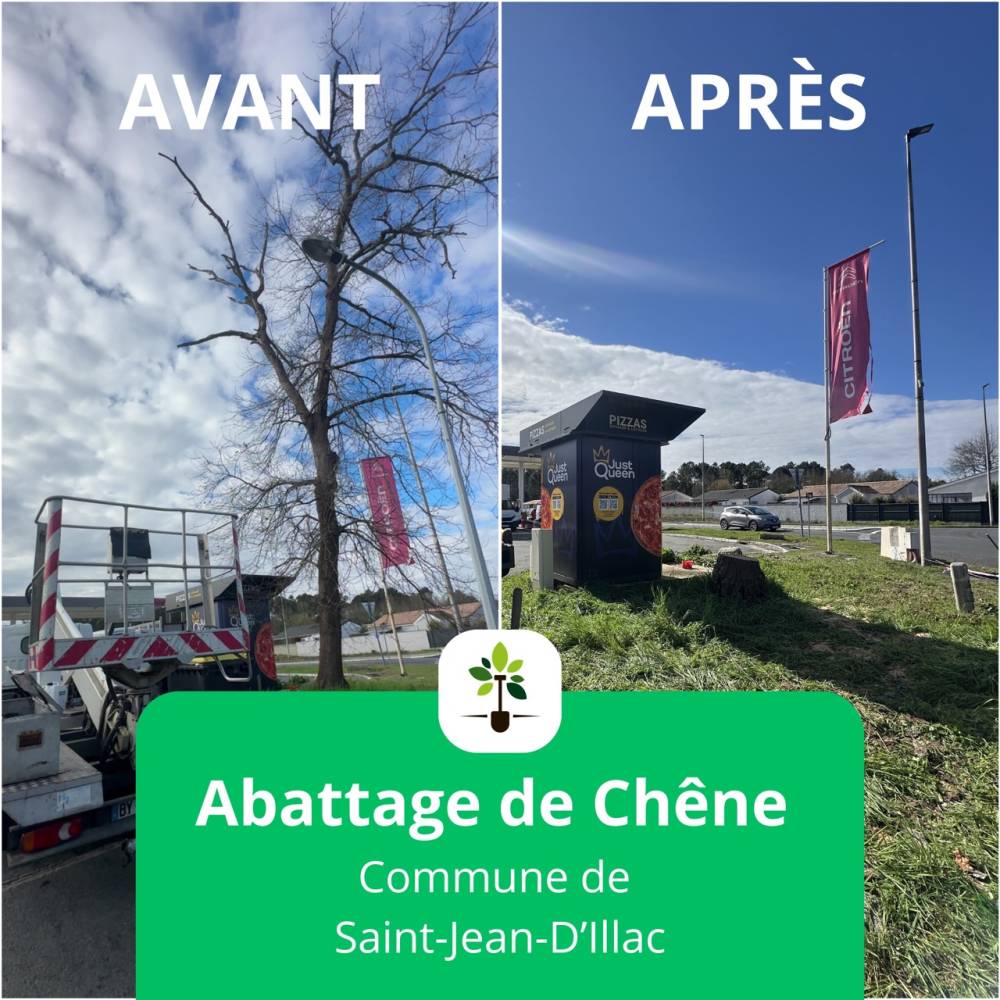ABATTAGE-AVANT-APRES - Grande