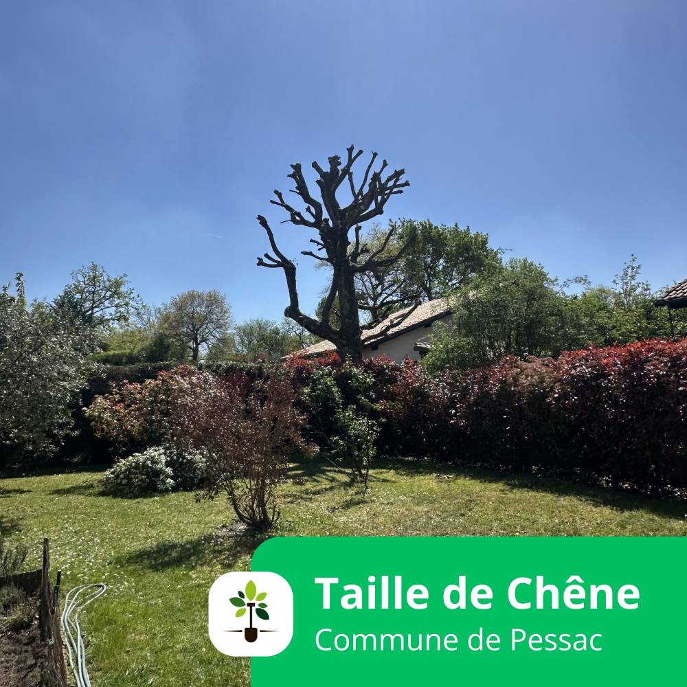 taille de chene espace jardin tp