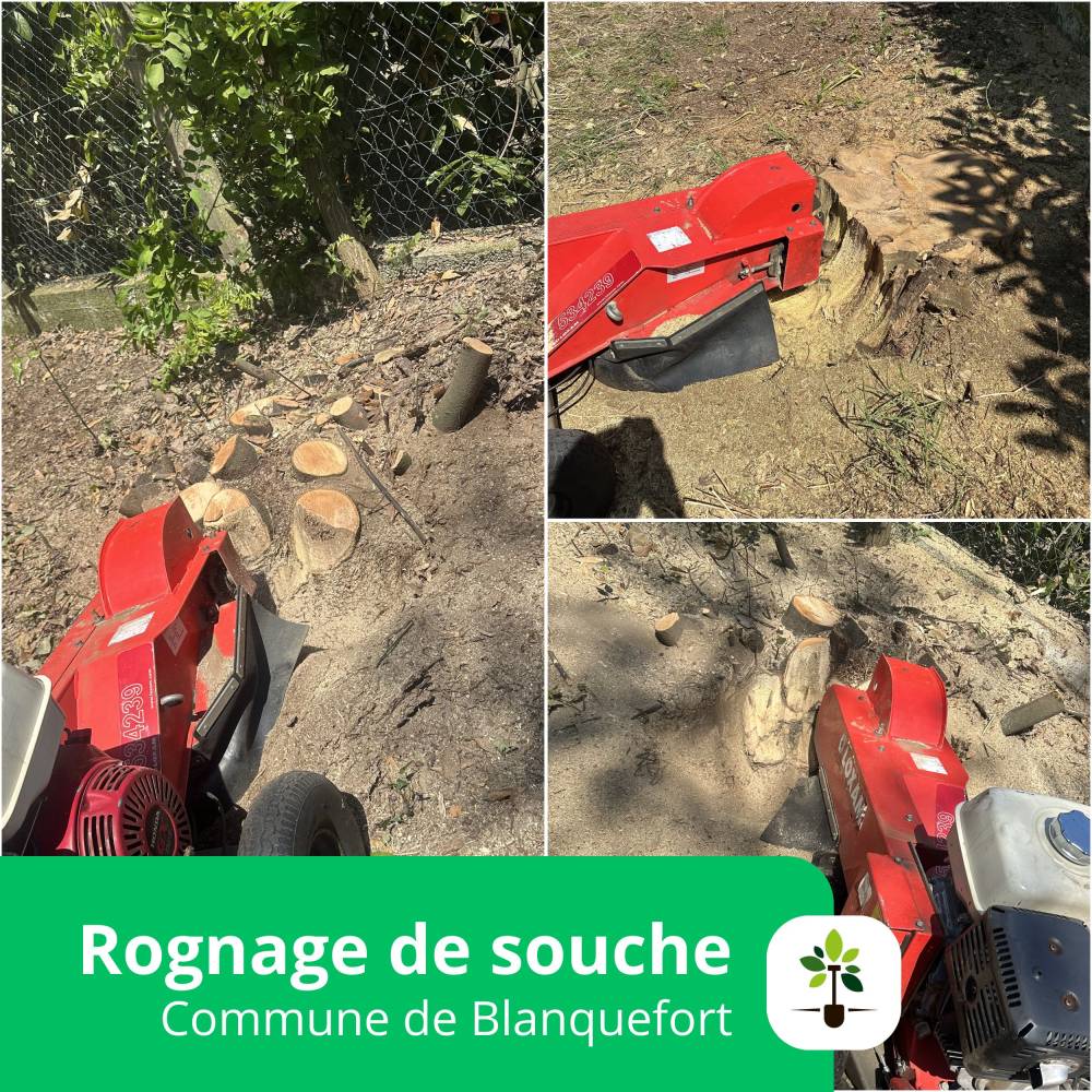 rognage de souche blanquefort