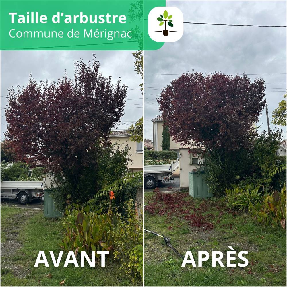 taille arbustre merignac